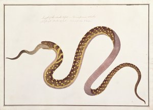 マラッカの動物、昆虫、爬虫類の絵、1805-18年頃の別の動物を食べる大蛇、c.1805-18（紙にトイレとガッシュ） 作： Chinese School